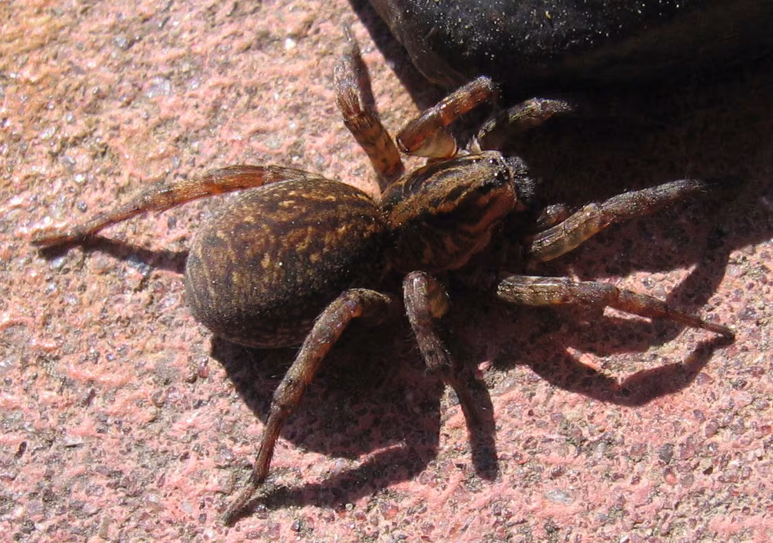 Trochosa terricola