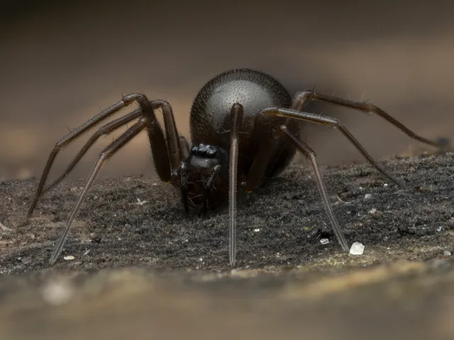 Diplostyla concolor