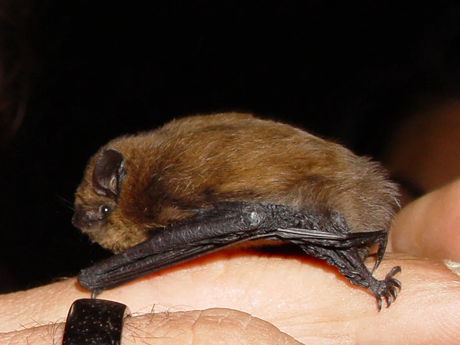 Pipistrello nano
