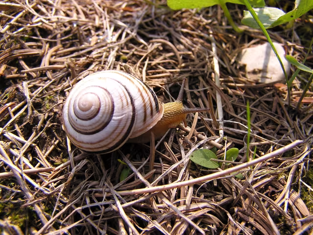 Cepaea vindobonensis