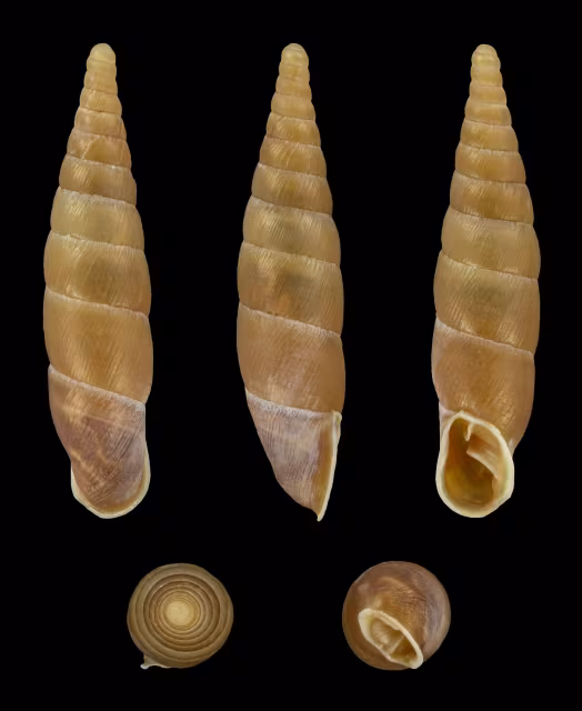 Cochlodina costata
