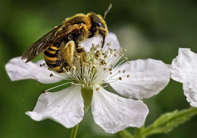 Ape della Scabiosa