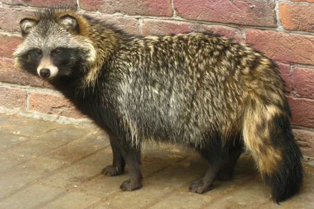Cane procione