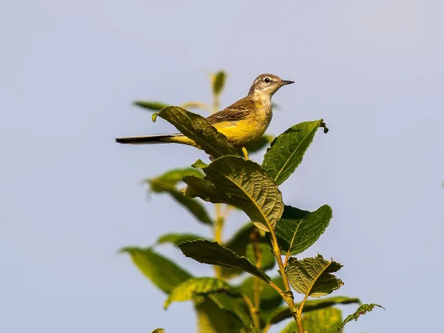 Cutrettola
