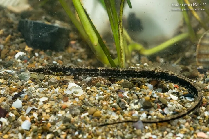 Pesce ago di rio