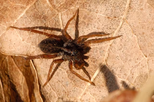 Trochosa ruricola