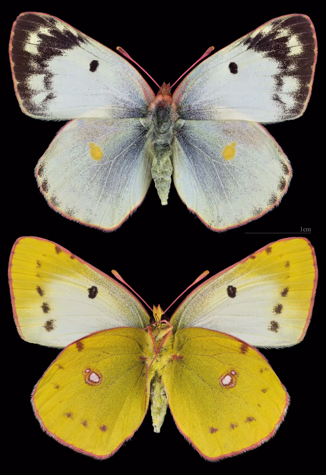 Giallina di Berger