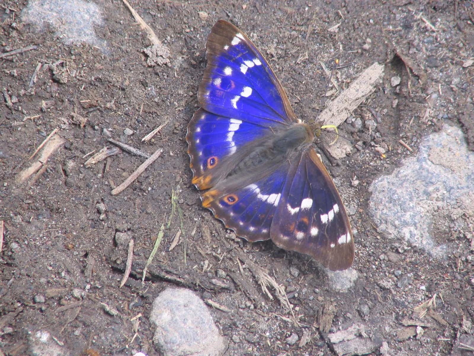 Apatura ilia