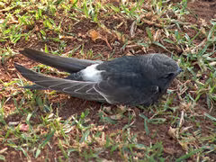 Rondone cafro