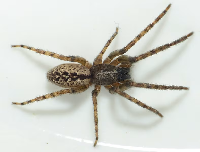 Segestria bavarese