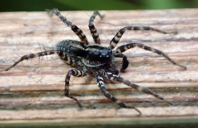 Pardosa prativaga