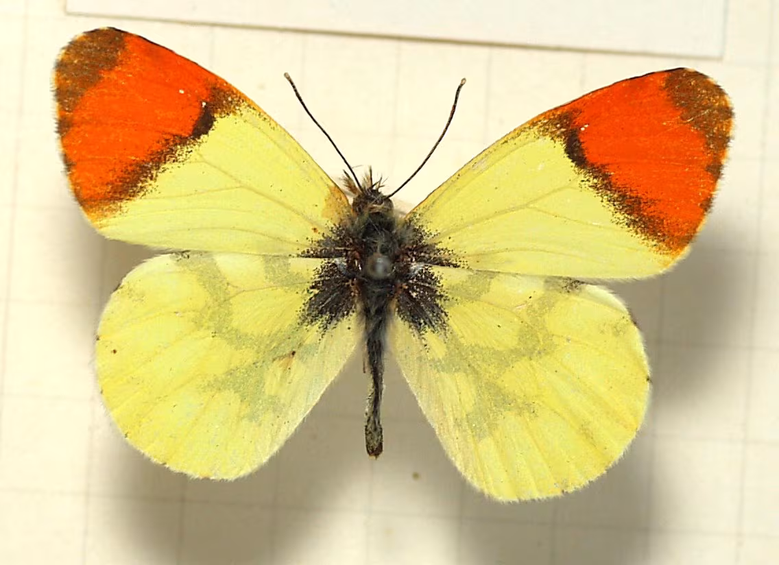 Anthocharis euphenoides
