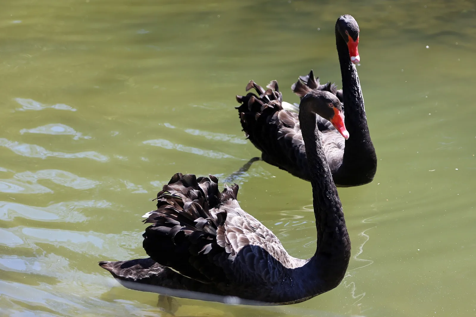 Cigno nero