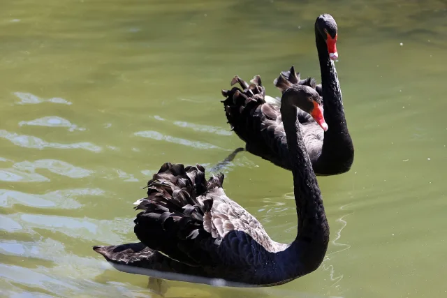 Cigno nero