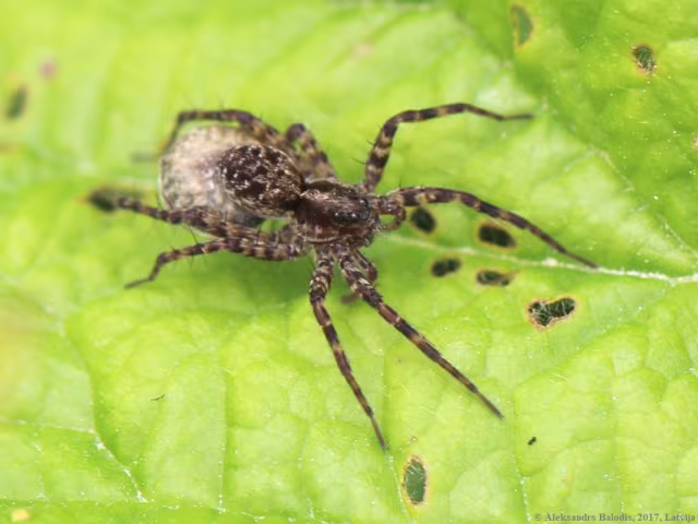 Pardosa amentata