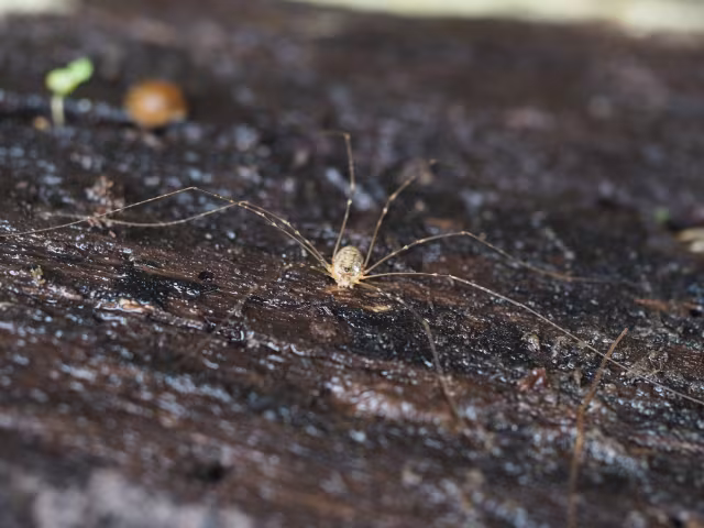 Amilenus aurantiacus