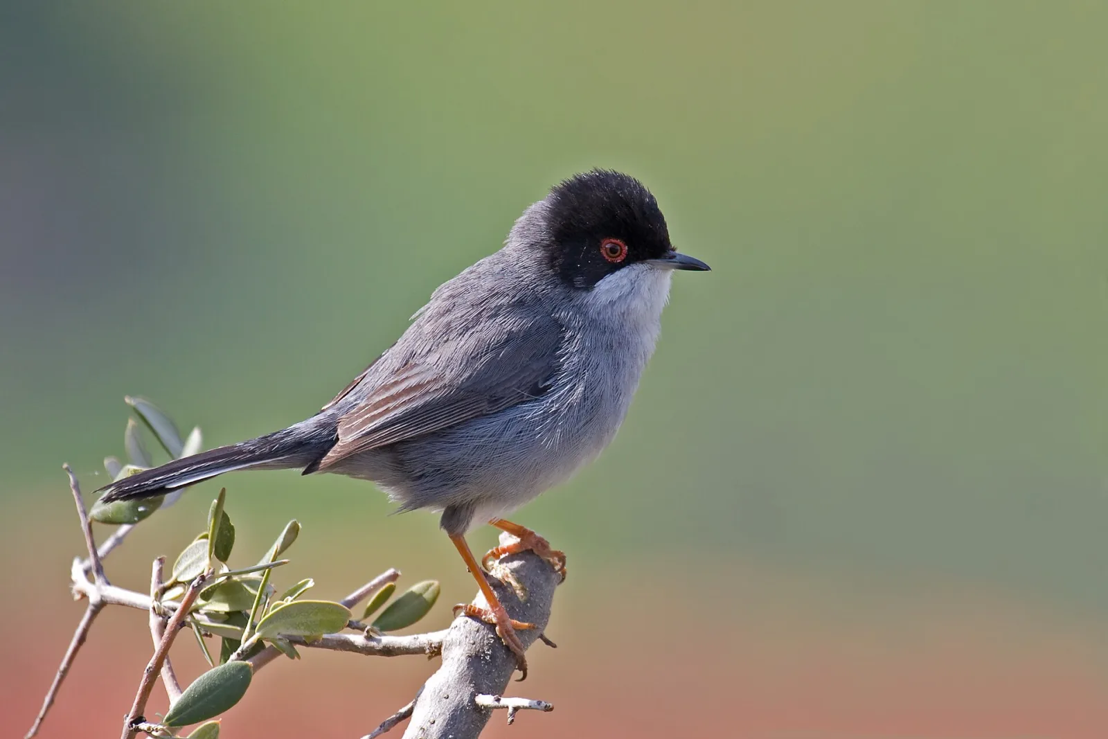Occhiocotto