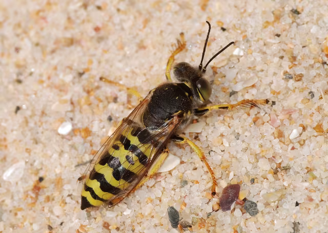 Bembix oculata