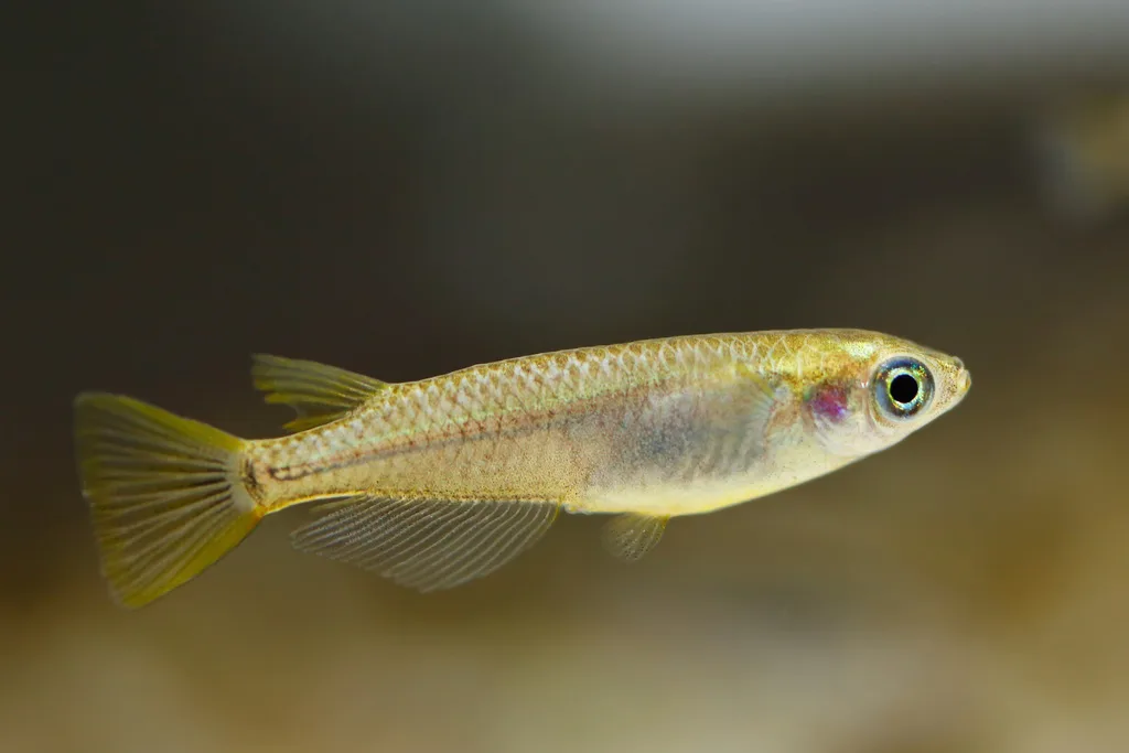 Oryzias latipes