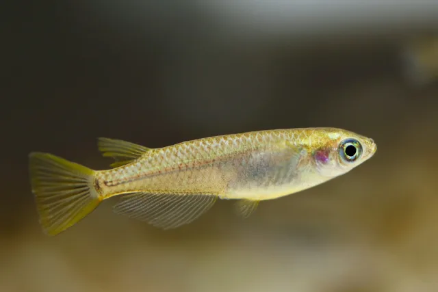 Oryzias latipes