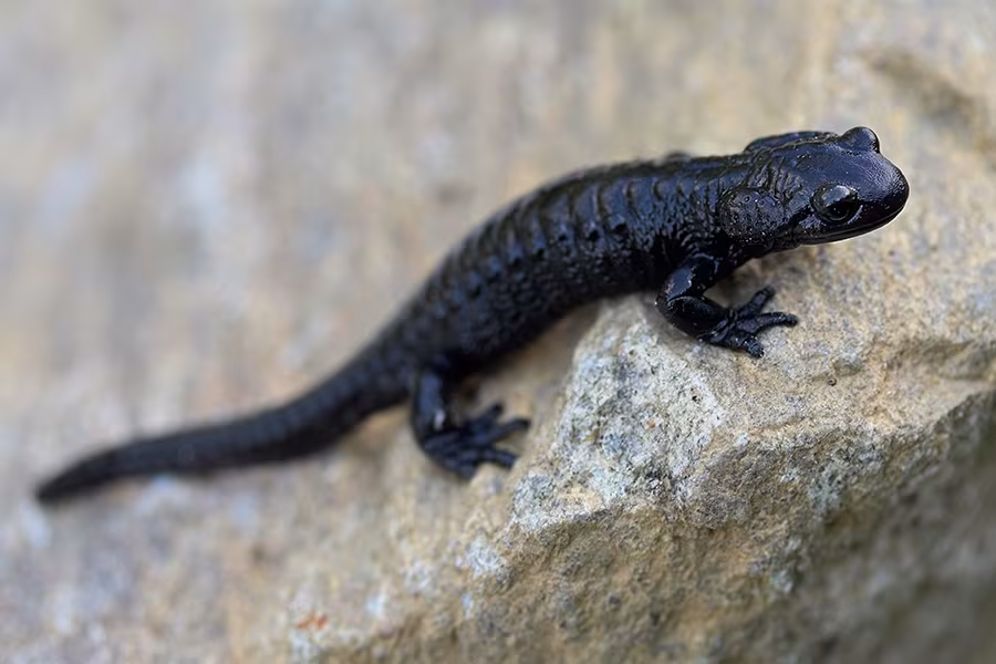 Salamandra alpina