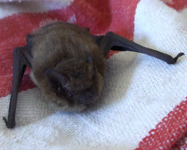 pipistrello pigmeo