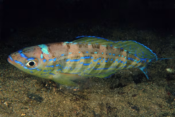 Zerro