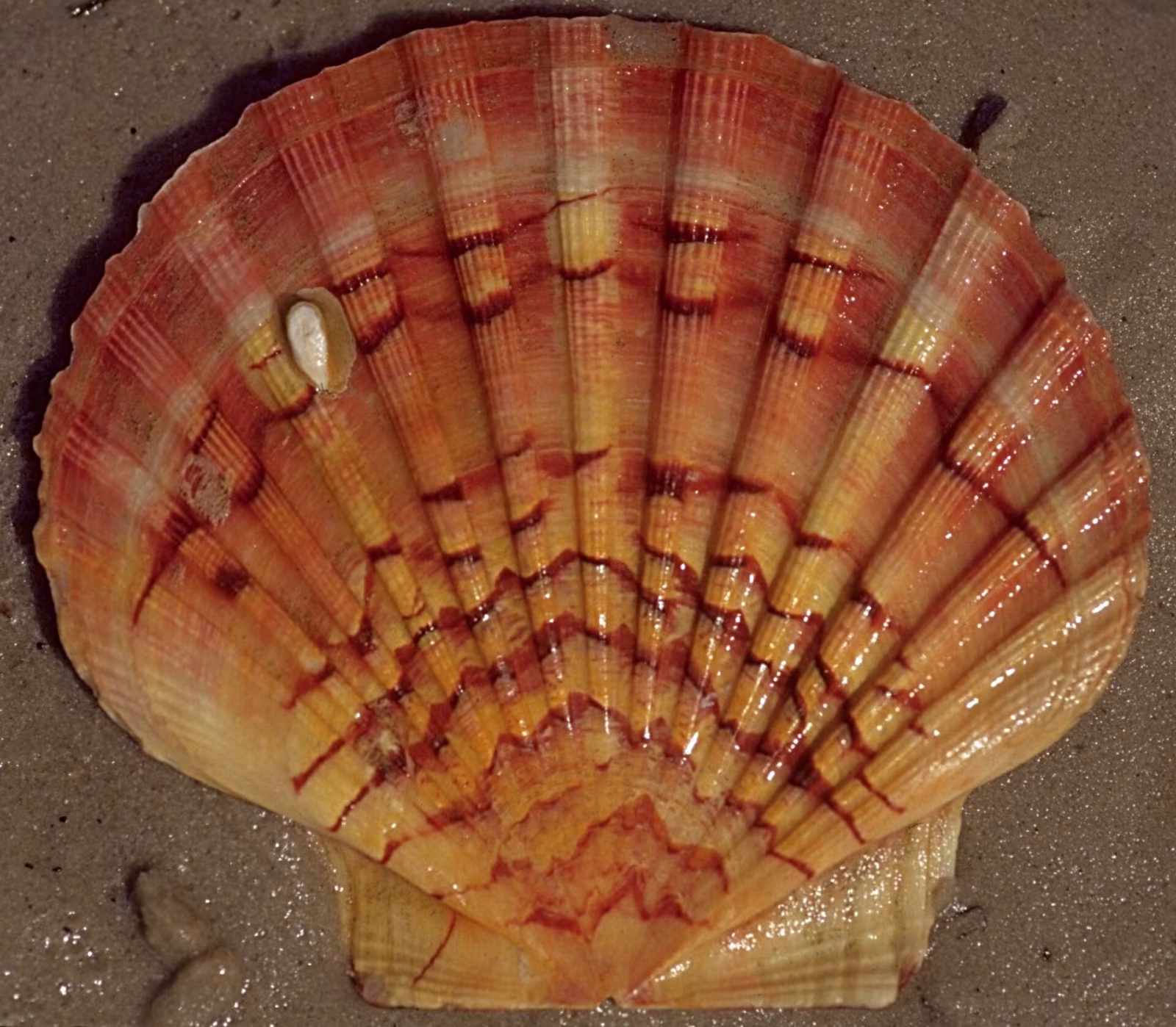 Cappasanta mediterranea
