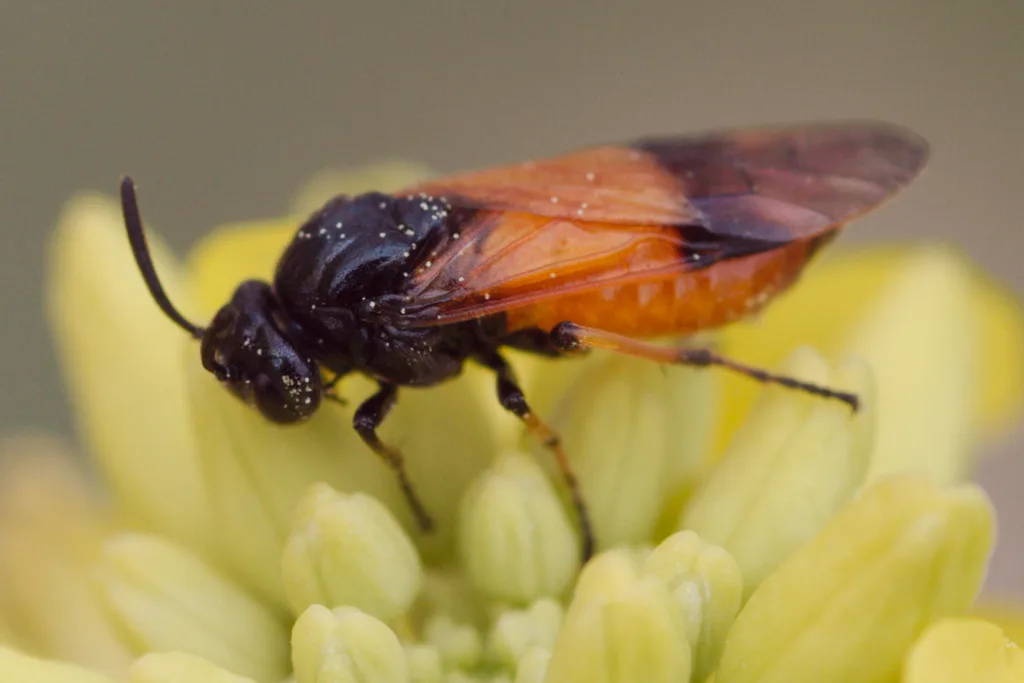 Arge cyanocrocea