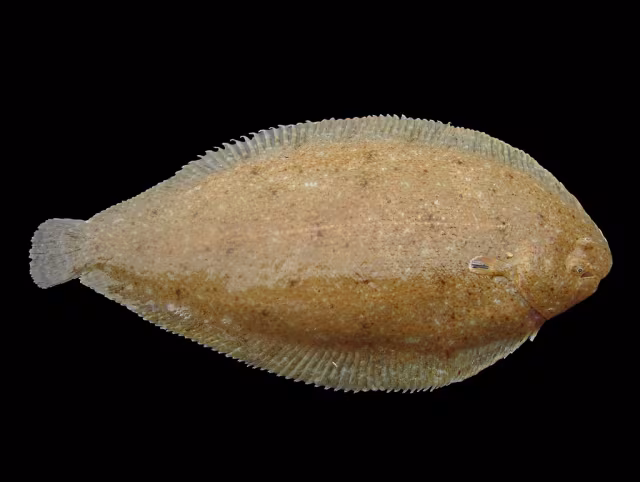 Sogliola dal porro