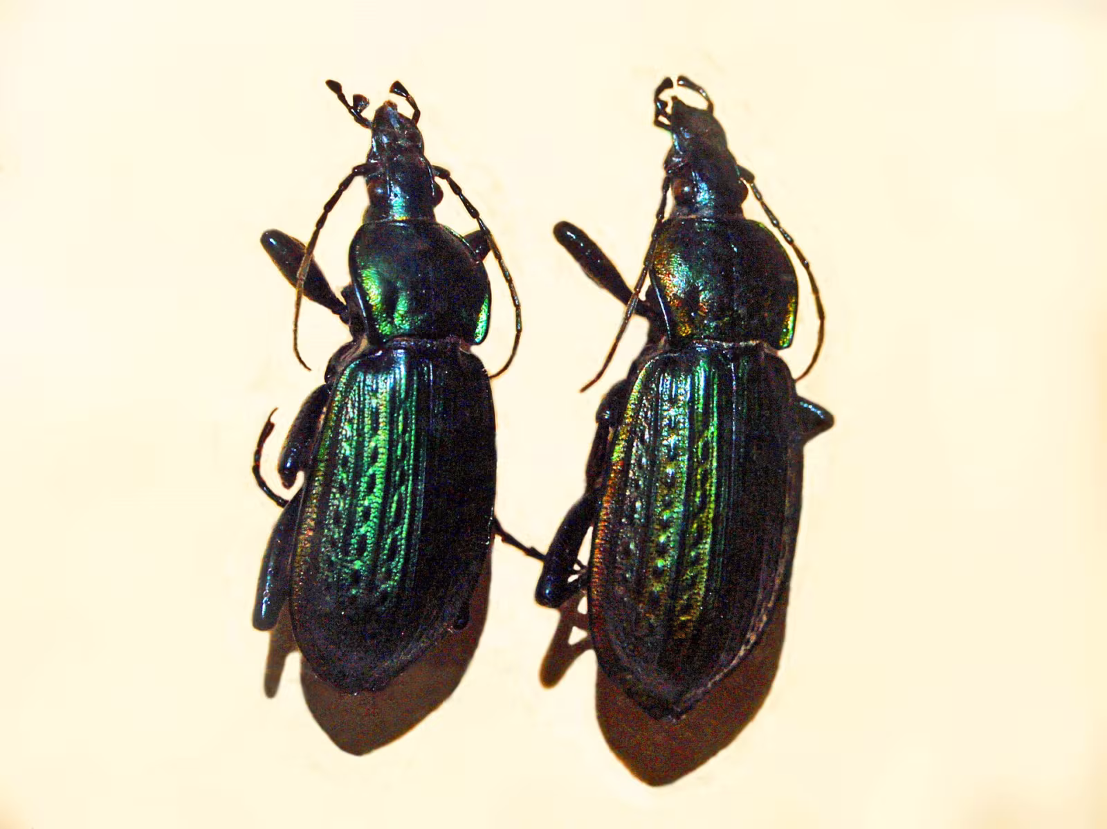 Carabus morbillosus