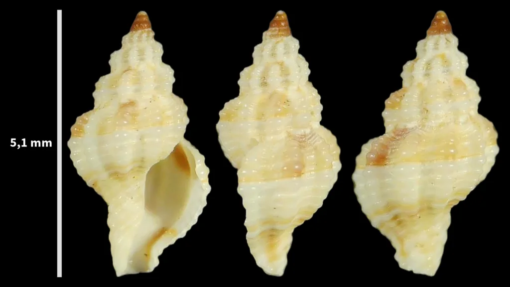 Leufroyia leufroyi