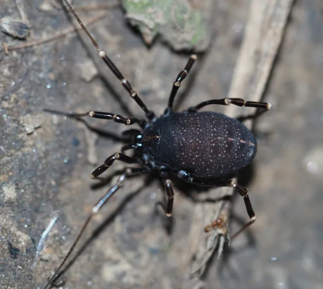 Egaenus convexus