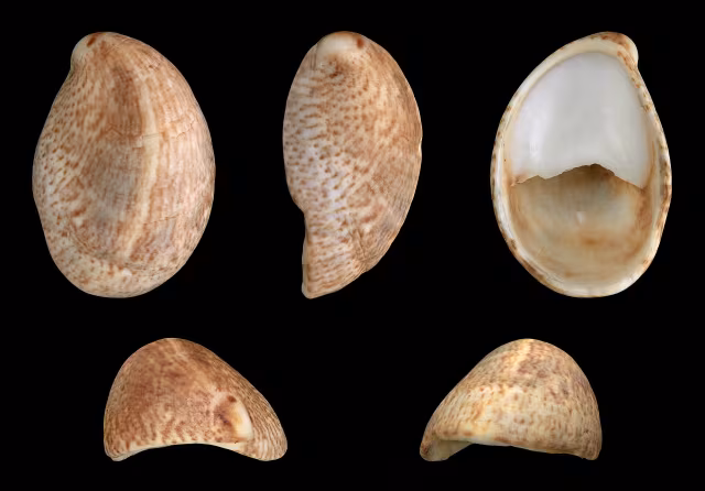 Crepidula fornicata