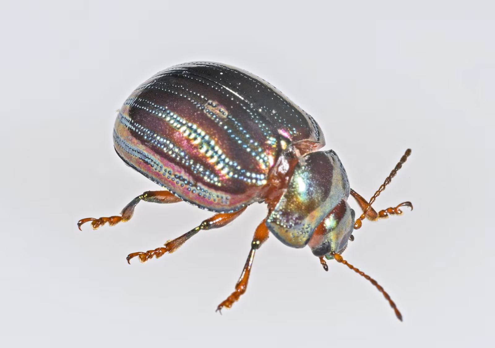 Crisomelide rosso verde