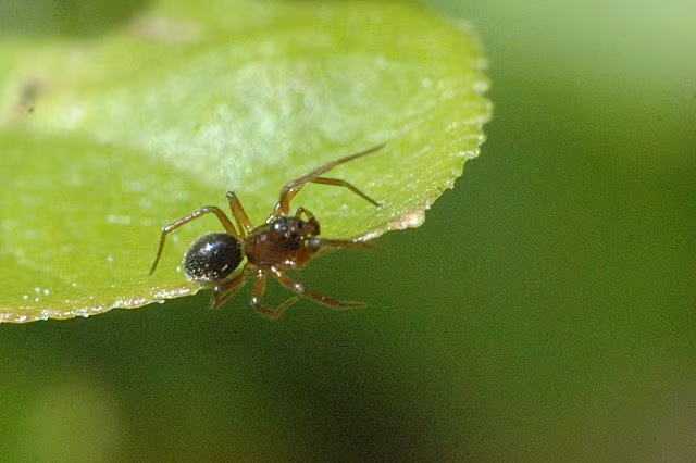 Trematocephalus cristatus