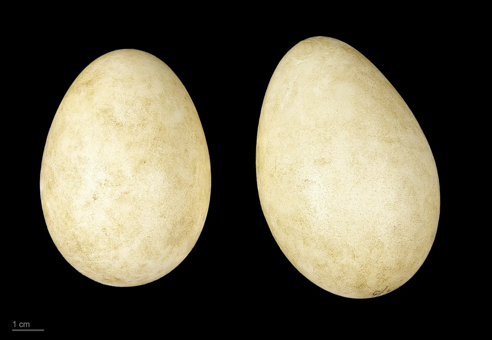 Oca lombardella minore