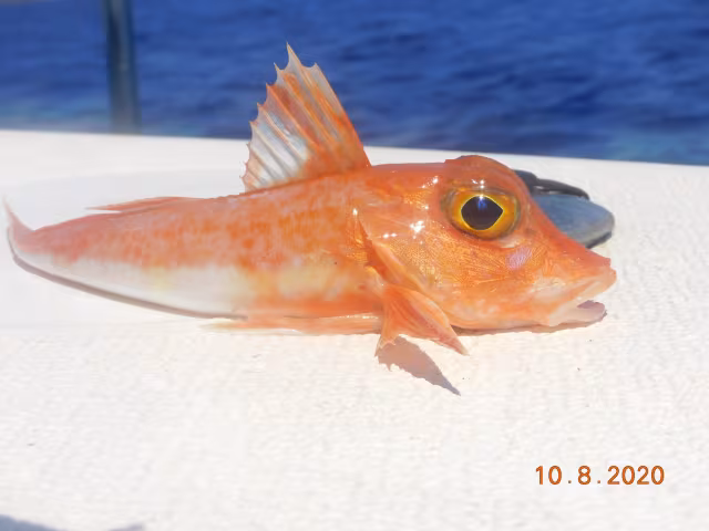 Chelidonichthys cuculus