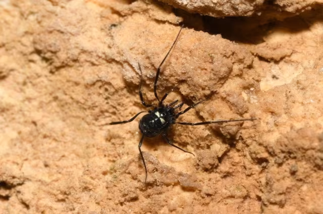 Carinostoma elegans