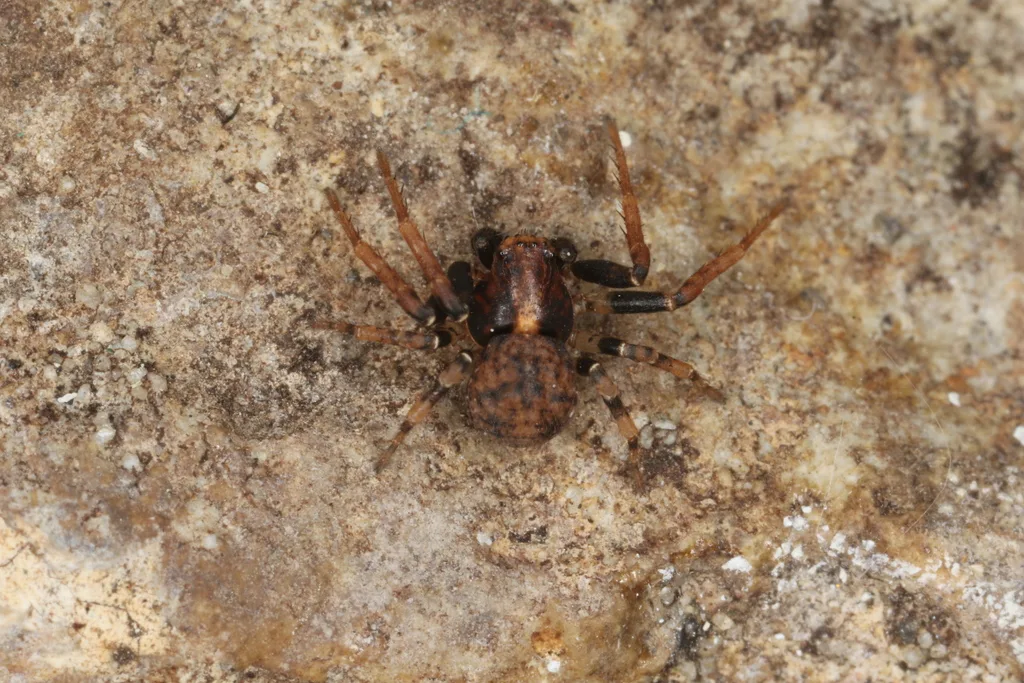 Ozyptila praticola