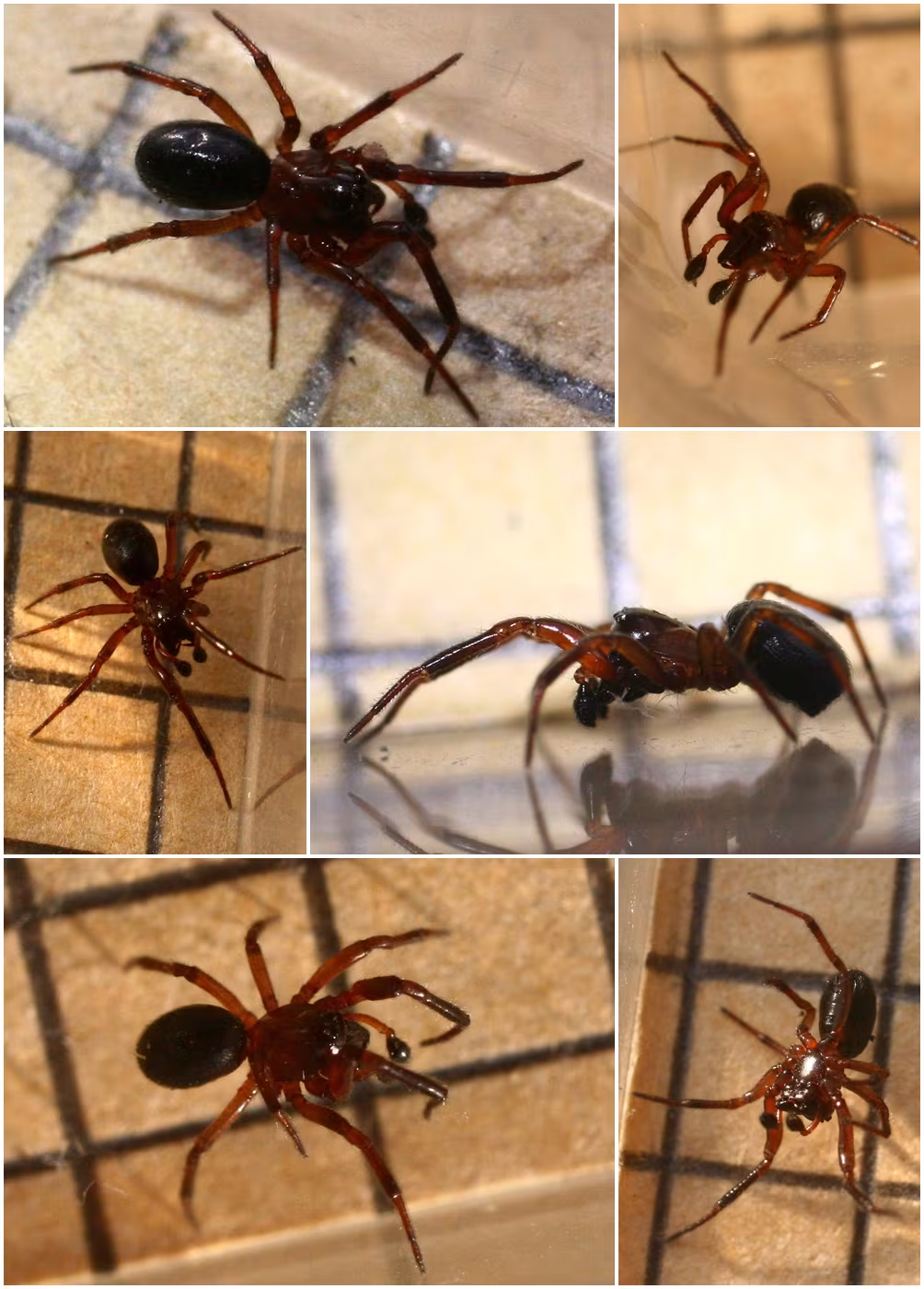 Enoplognatha thoracica