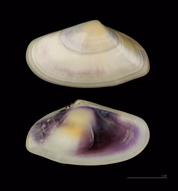 Arsella troncata