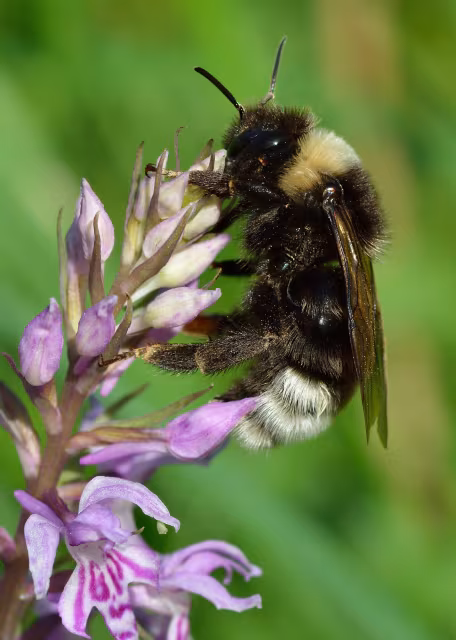 Bombus bohemicus