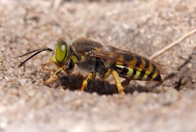 Bembix rostrata