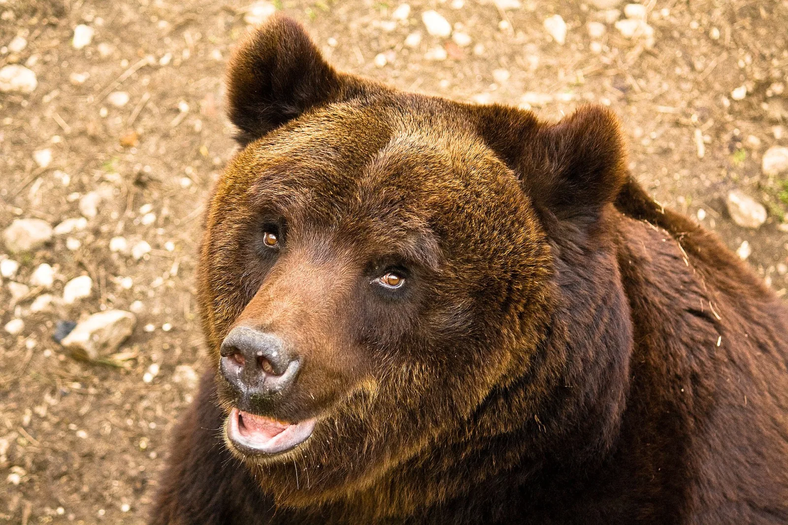 Orso bruno marsicano (Ursus arctos marsicanus)