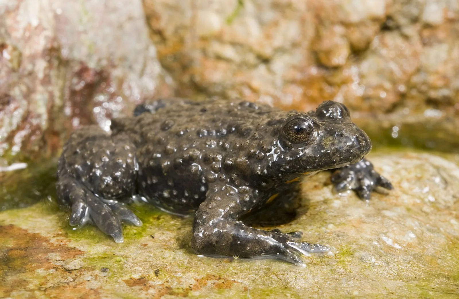 Ululone appenninico (Bombina pachypus)