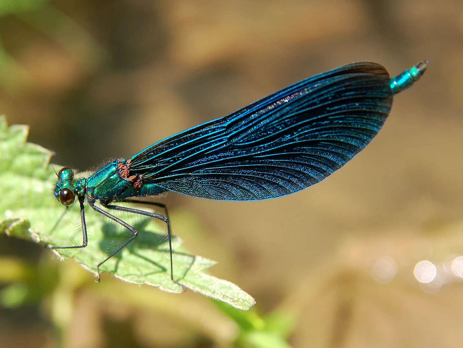Calopterige splendente