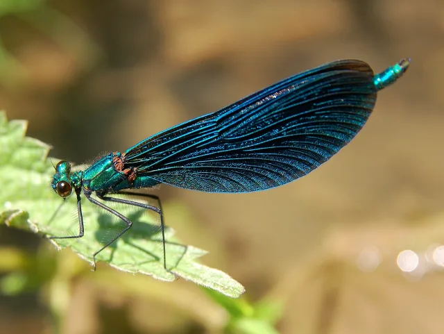 Calopterige splendente (Calopteryx virgo)