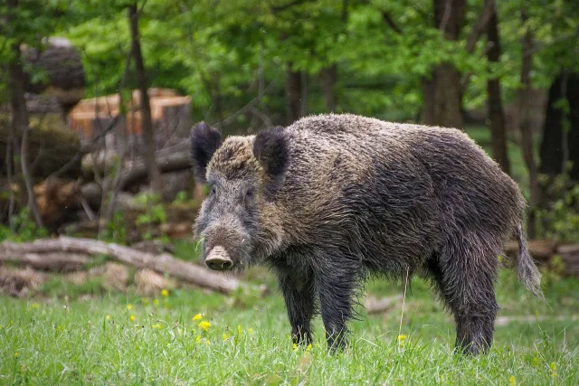 Cinghiale
