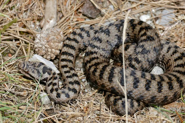 Vipera comune (Vipera aspis)